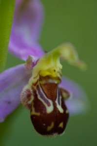 ophrys apifera aurit0006