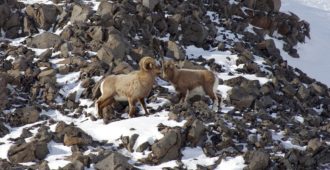 Mouflon sauvage